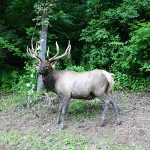 Meet your Posher, Bruce